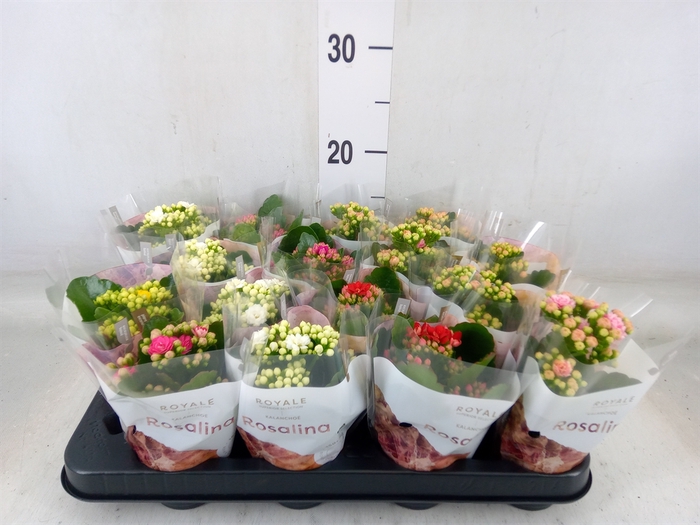 <h4>Kalanchoe blos. 'RoyalDon'   ..mix</h4>