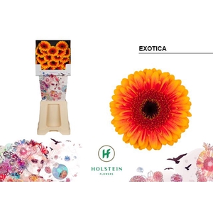 Germini Exotica Diamond