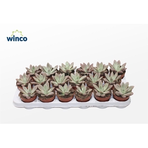 Graptoveria Rosie Crow