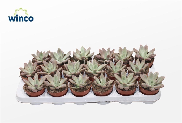 Graptoveria Rosie Crow