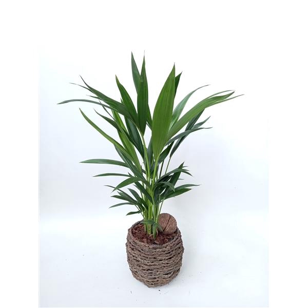 <h4>Kentia sb001 mandje</h4>