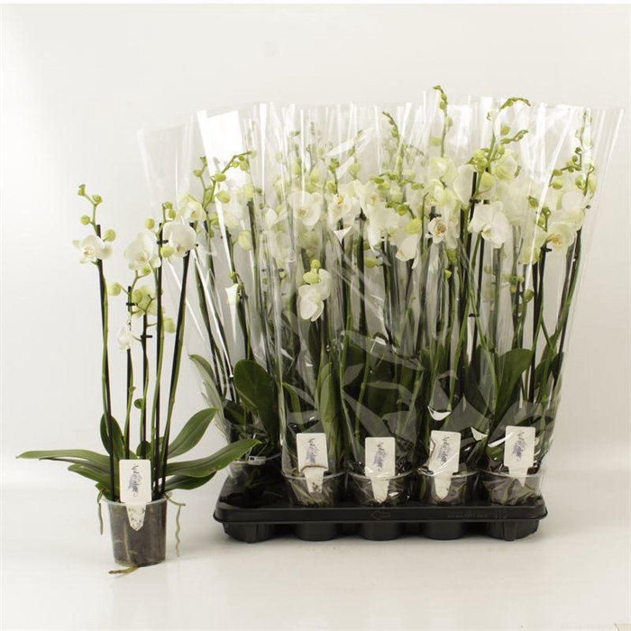 <h4>PHAL OV WIT</h4>