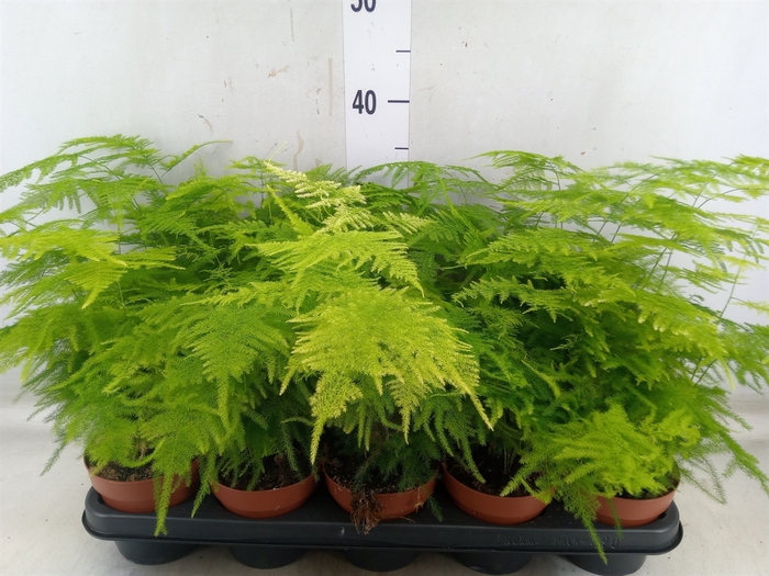 <h4>Asparagus setaceus</h4>