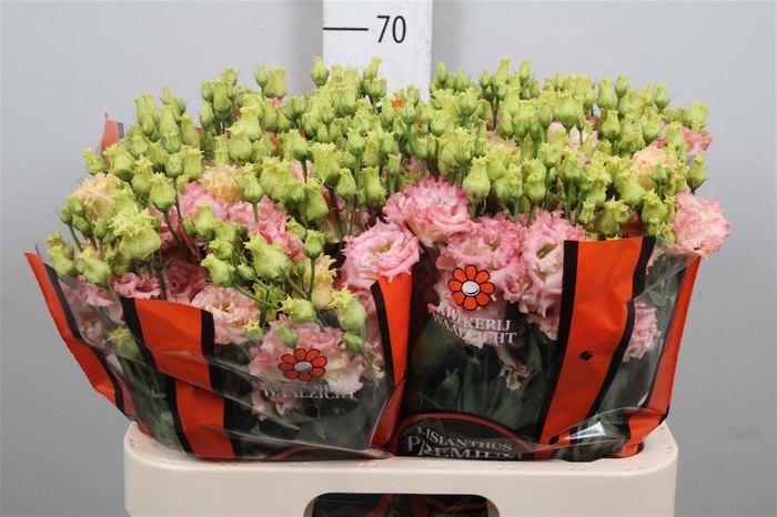 <h4>Eus G Alissa Champagne</h4>