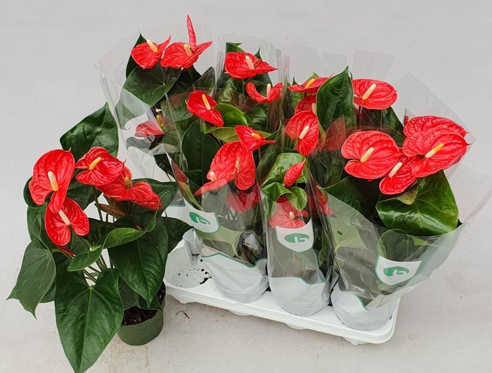 <h4>ANTHU AN MADURAL</h4>