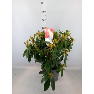 Rhododendron yak. 'Percy Wiseman'