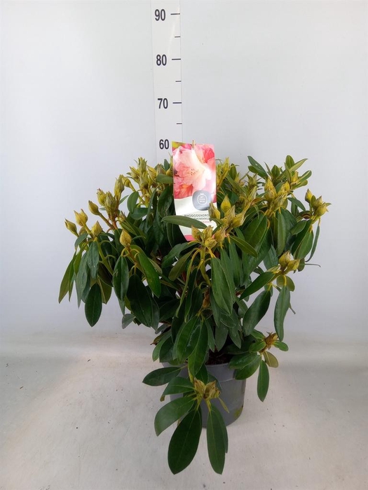 <h4>Rhododendron yak. 'Percy Wiseman'</h4>