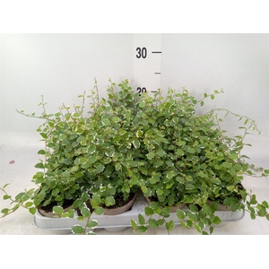 Ficus pumila 'White Sunny'