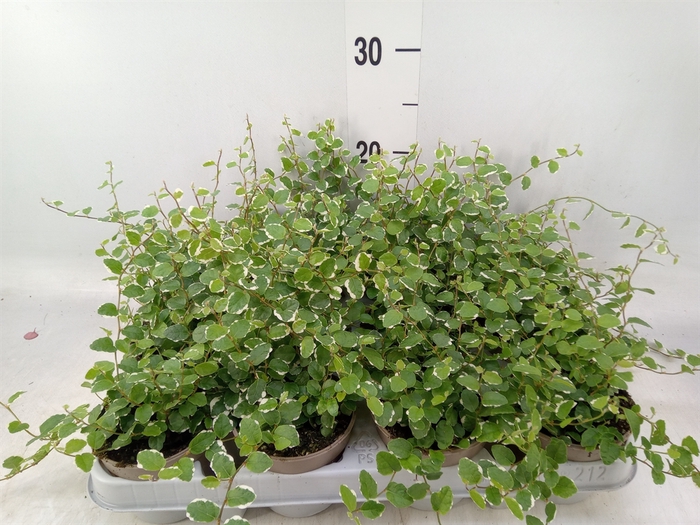 <h4>Ficus pumila 'White Sunny'</h4>