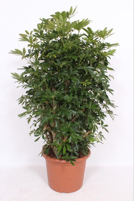 <h4>Schef Ar Compacta</h4>