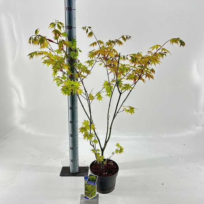 <h4>Acer palmatum Summer Gold</h4>