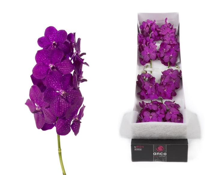 <h4>Vanda 8 tak Rasberry Cerise</h4>