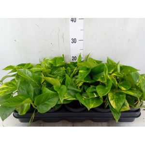 Epipremnum pinn. 'Aureum'