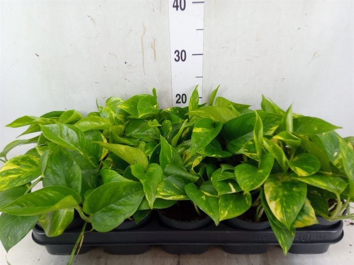 <h4>Epipremnum pinn. 'Aureum'</h4>