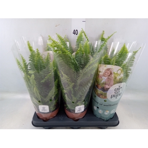 Nephrolepis exal. 'Green Lady'