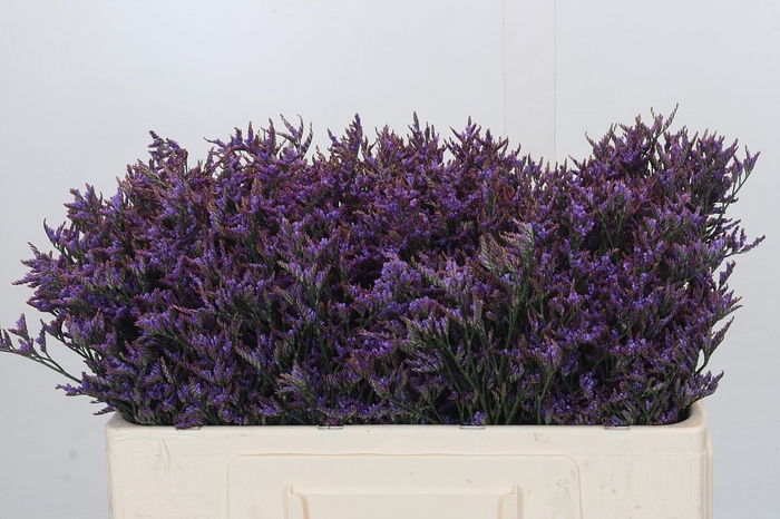 <h4>Limonium Safora Dark Blue</h4>