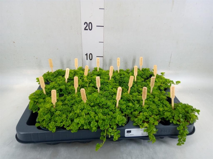 <h4>Pilea depressa</h4>