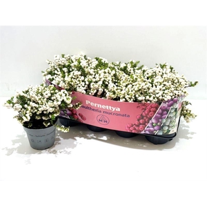 Gaultheria mucronata Wit