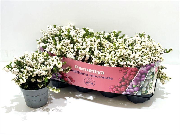 <h4>Gaultheria mucronata Wit</h4>
