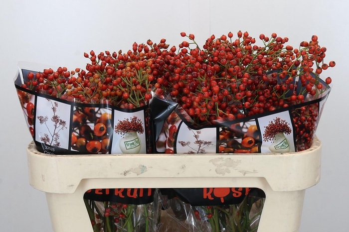 <h4>ROSA AUT ROSEFRUITS</h4>