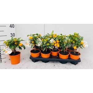 Citrus Kumquat Poliandra mini-stem