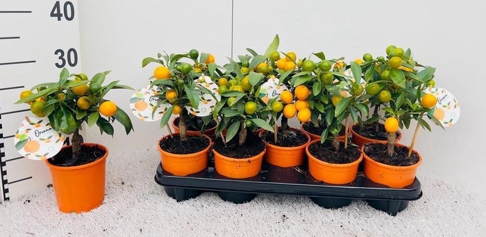 <h4>Citrus Kumquat Poliandra mini-stem</h4>