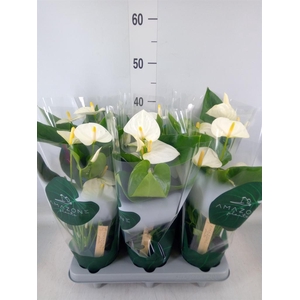 Anthurium andr. 'Samora'