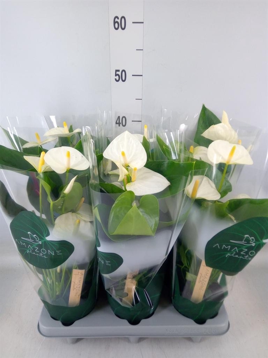 <h4>Anthurium andr. 'Samora'</h4>