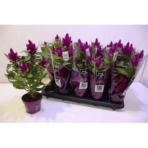 arr8 Cel Deep Purple