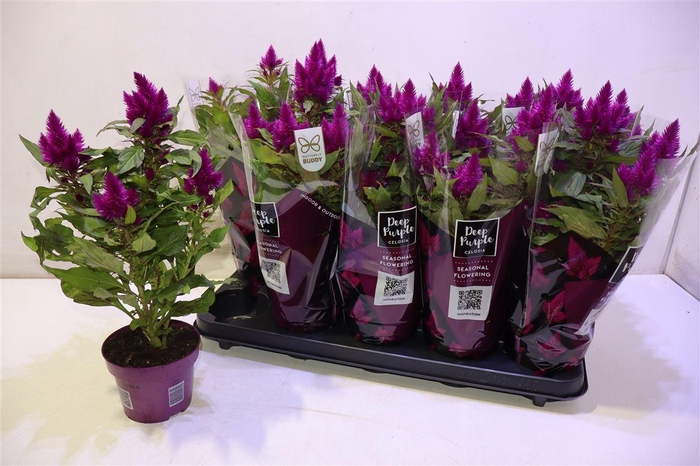 <h4>arr8 Cel Deep Purple</h4>