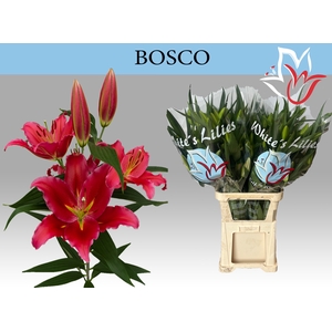 LI OR BOSCO