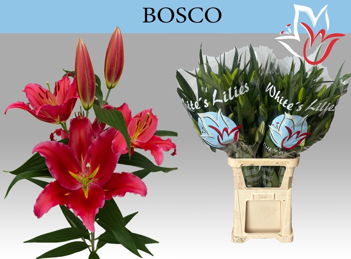 <h4>LI OR BOSCO</h4>