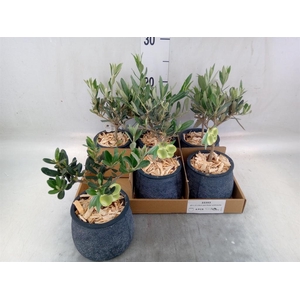 Arr.   Tuinplanten L%