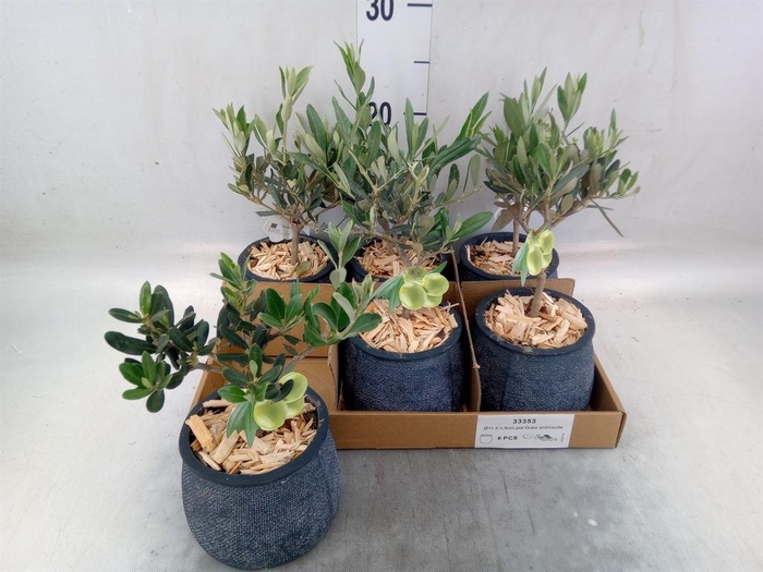 <h4>Arr.   Tuinplanten L%</h4>