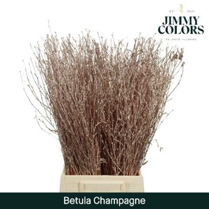 Betula L60 Mtlc. Champagne