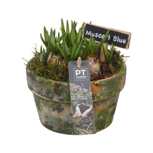 PTMB1061 Arrangement Muscari in terracotta schaal