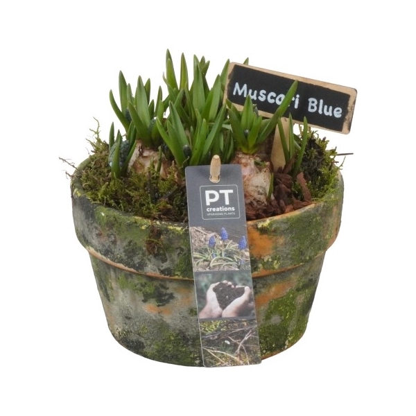 <h4>PTMB1061 Arrangement Muscari in terracotta schaal</h4>