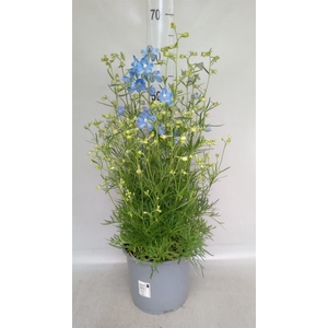 Delphinium grand. 'Delfix Blue'