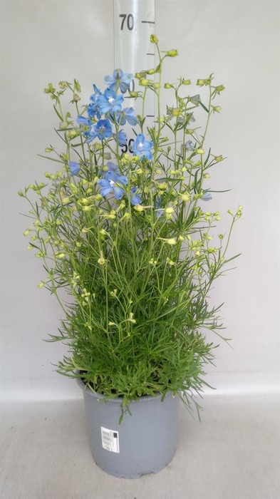 <h4>Delphinium grand. 'Delfix Blue'</h4>