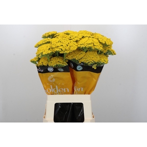 Achillea Golden Prairi