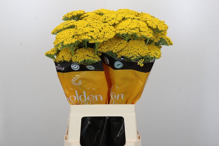 <h4>Achillea Golden Prairi</h4>