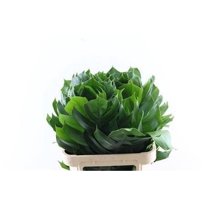 MONSTERA BLAD
