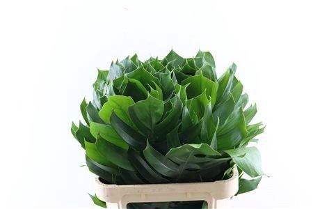 <h4>MONSTERA BLAD</h4>
