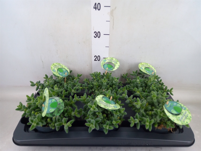 <h4>Delosperma echinatum</h4>