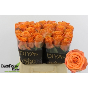 R Gr Tropical Horizon