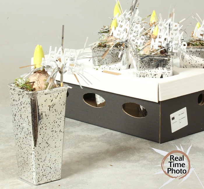 <h4>ARR HYACINTH</h4>