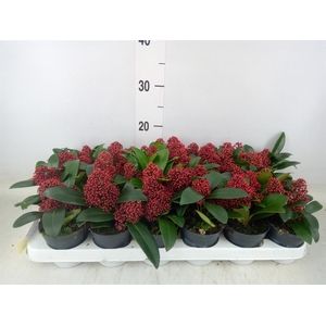 Skimmia jap. 'Rubella'