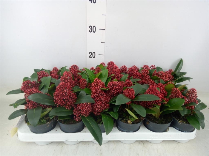 <h4>Skimmia jap. 'Rubella'</h4>