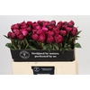 Paeonia Kansas