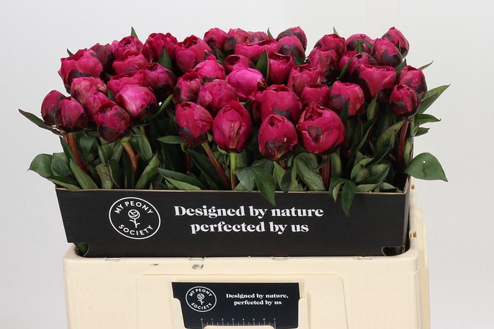 <h4>Paeonia Kansas</h4>